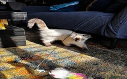 Ragdoll cats for sale: 10 weeks old Ragdoll kitten £400 - Image 3