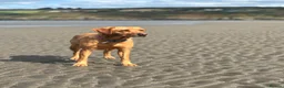Labrador Retriever dogs for sale: Outstanding Litter of Fox Red Labrador Puppies  in Carmarthen - Advert 8
