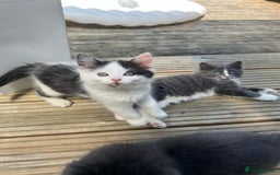 Mixed Breed cats for sale: Lovely Kitten for sale only 50£  - Image 10