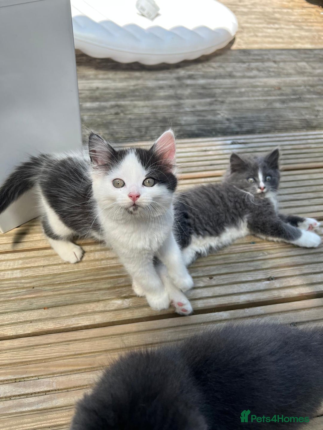 Mixed Breed cats for sale: Lovely Kitten for sale only 50£  - Image 10
