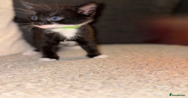 Mixed Breed cats - Advert 12