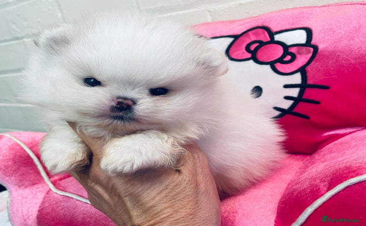 Pomeranian dogs - Advert 9