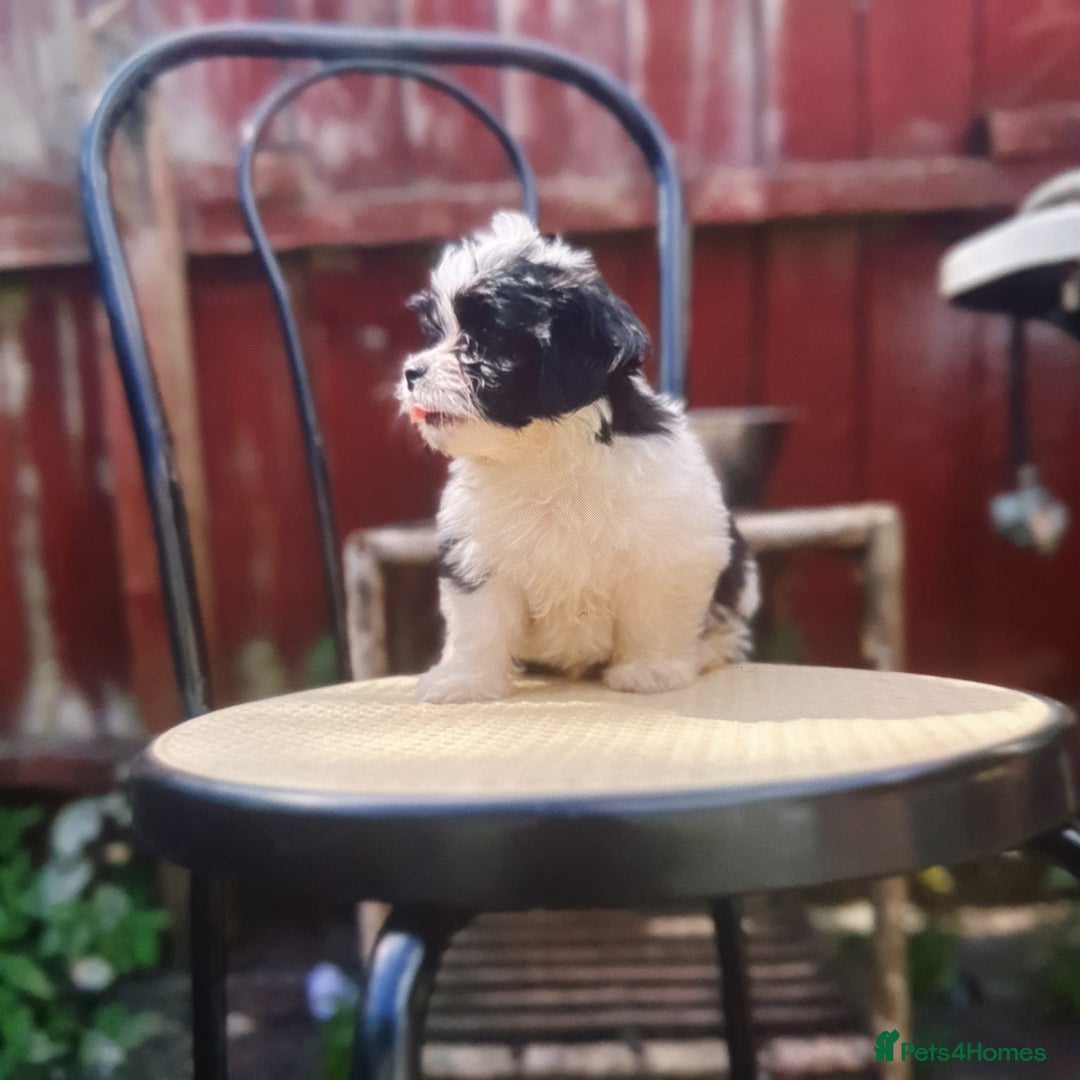 Maltese dogs for sale: Maltese - Image 2