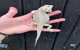 Bearded Dragon reptiles for sale: Bearded Dragons - stunning babies  - Image 14