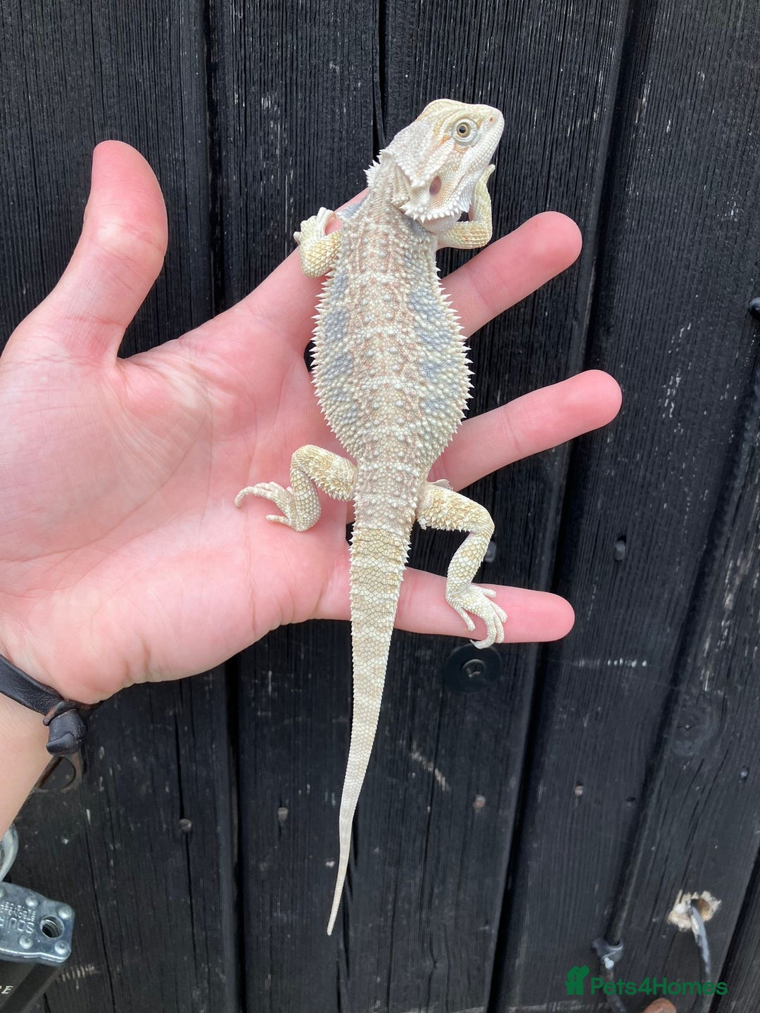 Bearded Dragon reptiles for sale: Bearded Dragons - stunning babies  - Image 14
