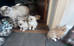 Ragdoll cats for sale: Ragdoll kittens - Image 33