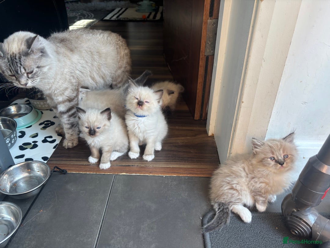 Ragdoll cats for sale: Ragdoll kittens - Image 33