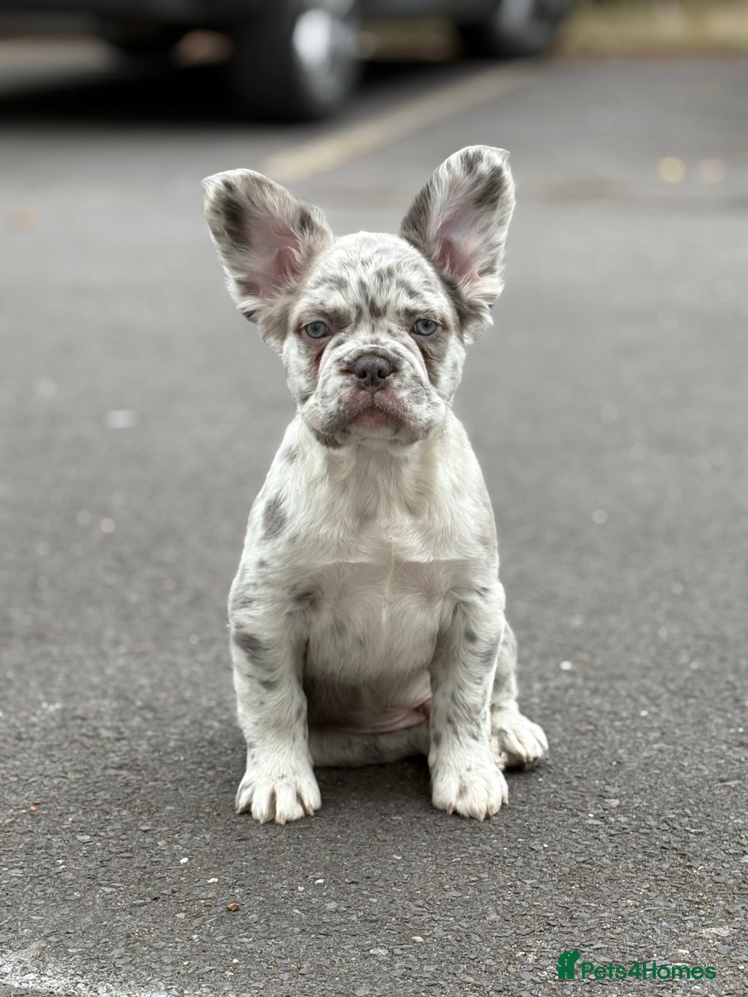 French Bulldog dogs for sale: french bulldogs fluffy.. - Image 21