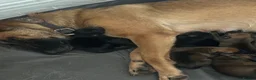 Mixed Breed dogs for sale: Beautiful Belgium Malinois cross puppy’s for sale  - Advert 14