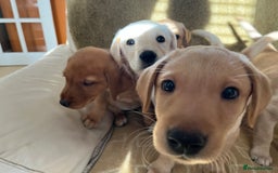 Labrador Retriever dogs for sale: Stunning Labrador pedigree puppies  - Advert 5