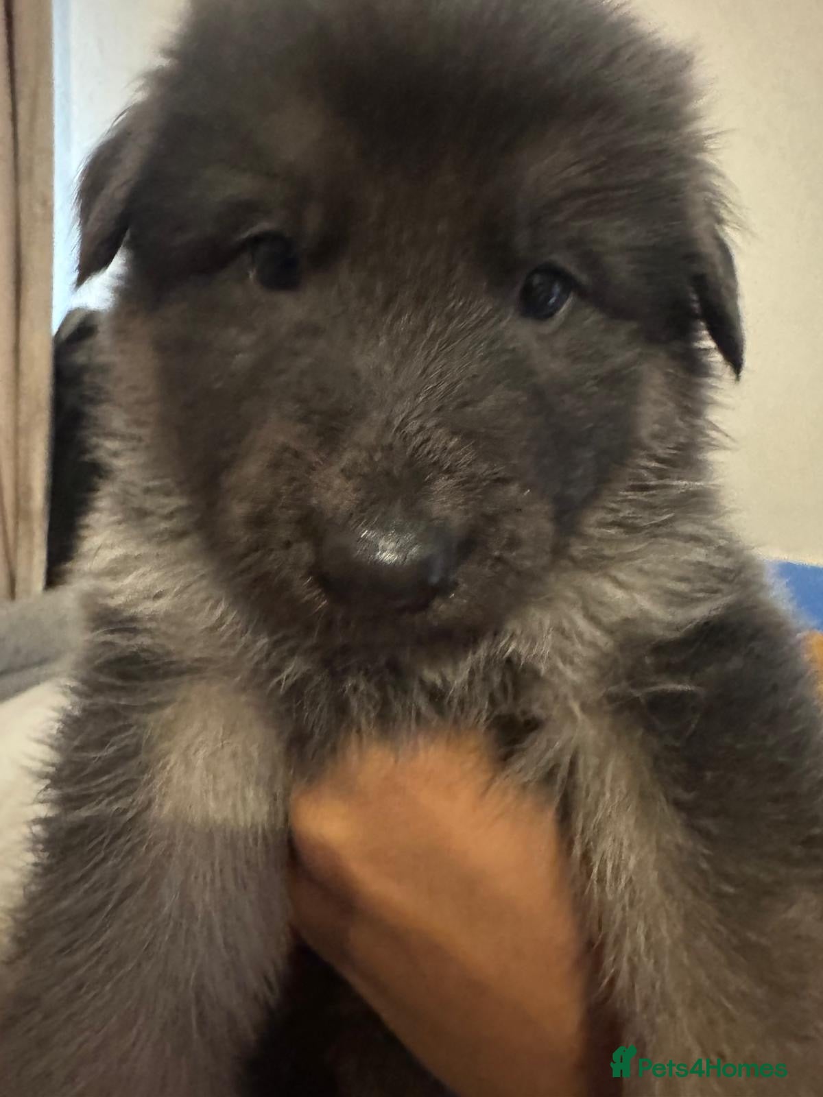 German Shepherd dogs Beautiful mixture of Long Haired GSD Pups - Advert 2