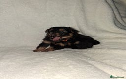 Mixed Breed dogs for sale: Yorkshire Terrier x Pomeranian Puppys - Advert 4