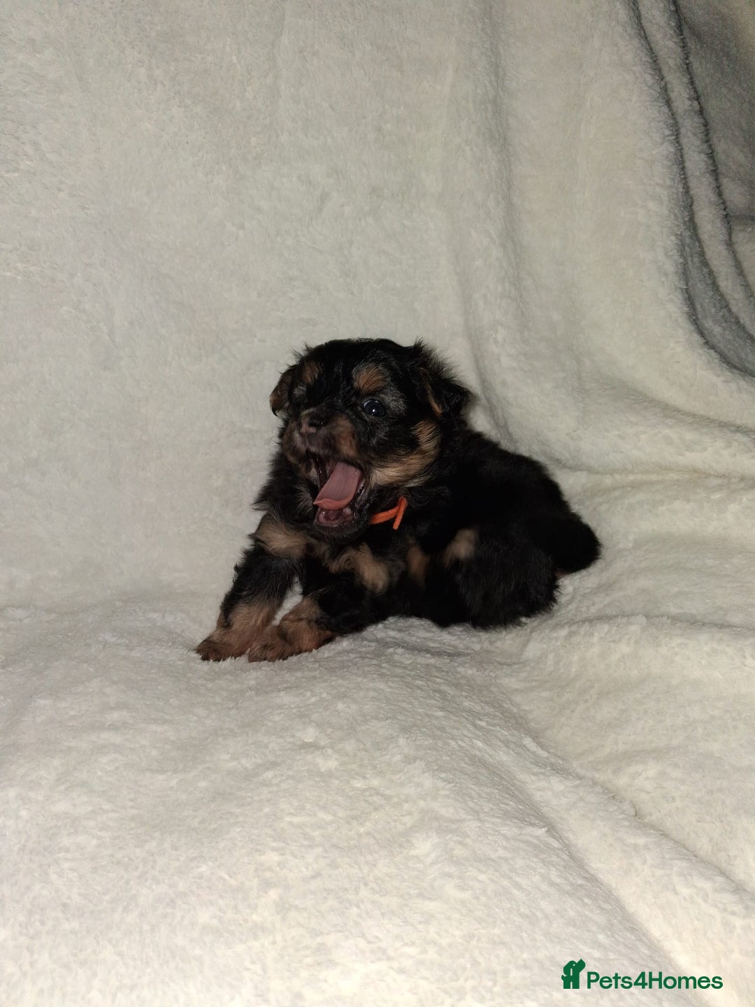 Mixed Breed dogs for sale: Yorkshire Terrier x Pomeranian Puppys - Advert 4