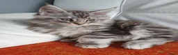 Maine Coon cats for sale: TICA REGISTERED GORGEOUS MAINE COONKITTENS - Advert 18