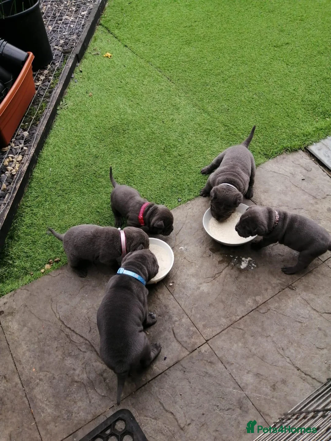 Shar Pei dogs for stud: Big boy Bleu in Sheffield - Advert 15