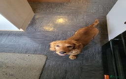 Cocker Spaniel dogs for sale: Working Cocker Spaniel 6mths old - Image 2