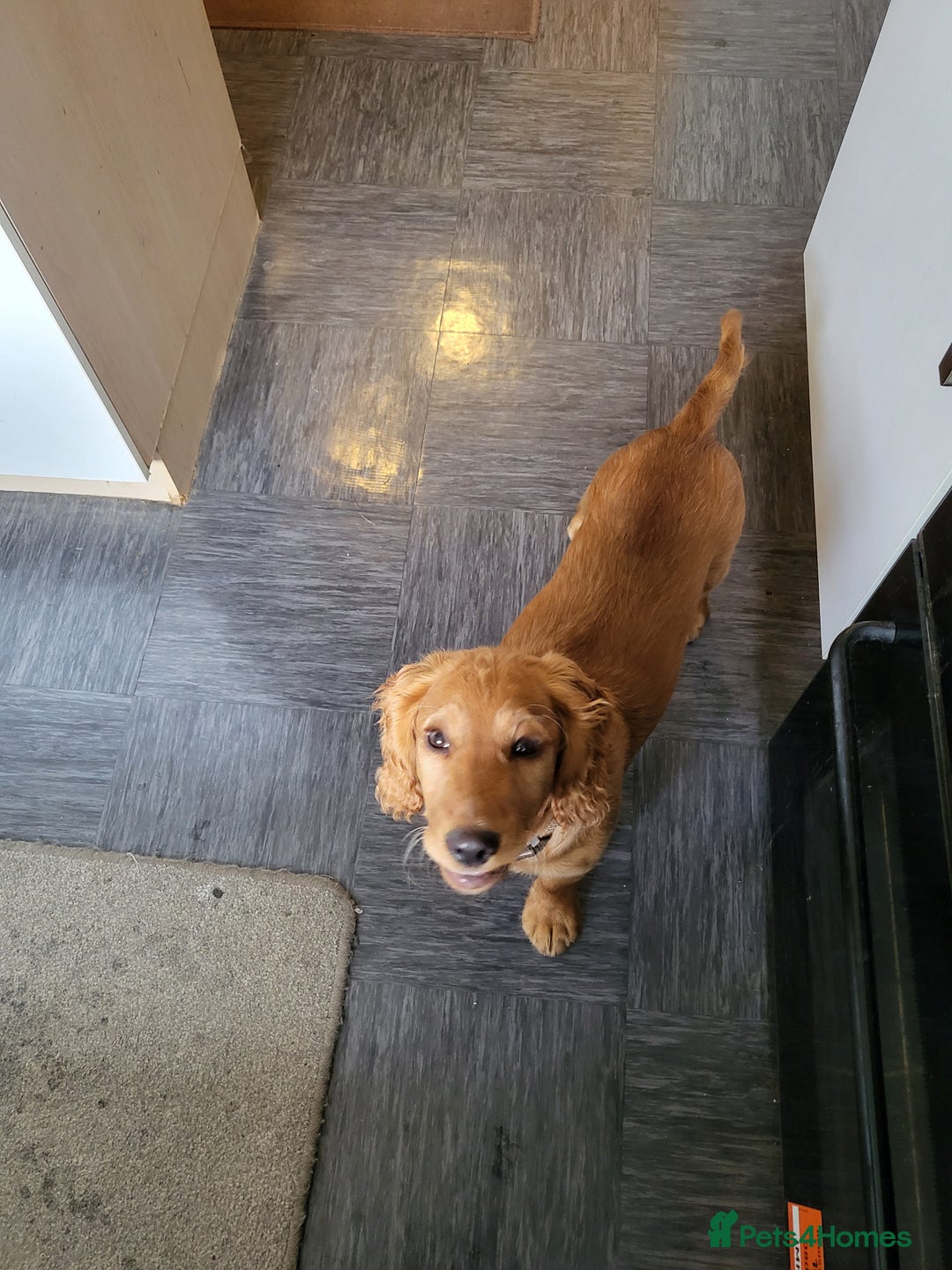 Cocker Spaniel dogs for sale: Working Cocker Spaniel 6mths old - Image 2