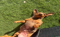 Miniature Dachshund dogs for sale: Female Chocolate tan dapple  - Image 3