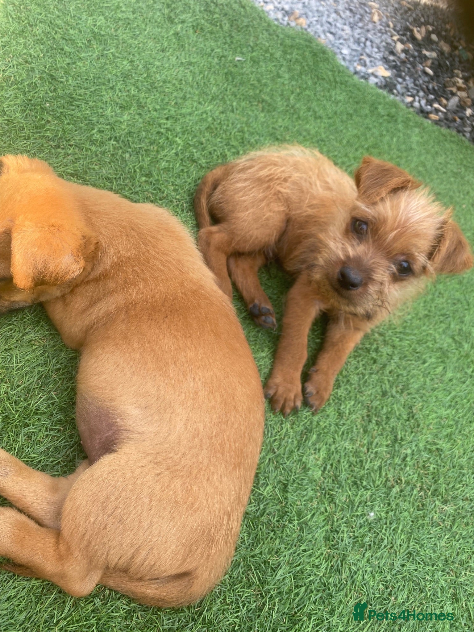 Mixed Breed dogs Jack Russell/ Yorkshire terrier/ Chihuahua  - Advert 9