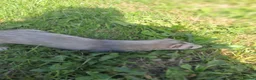 Ferret rodents for sale: Friendly ferrets for sale - Advert 2