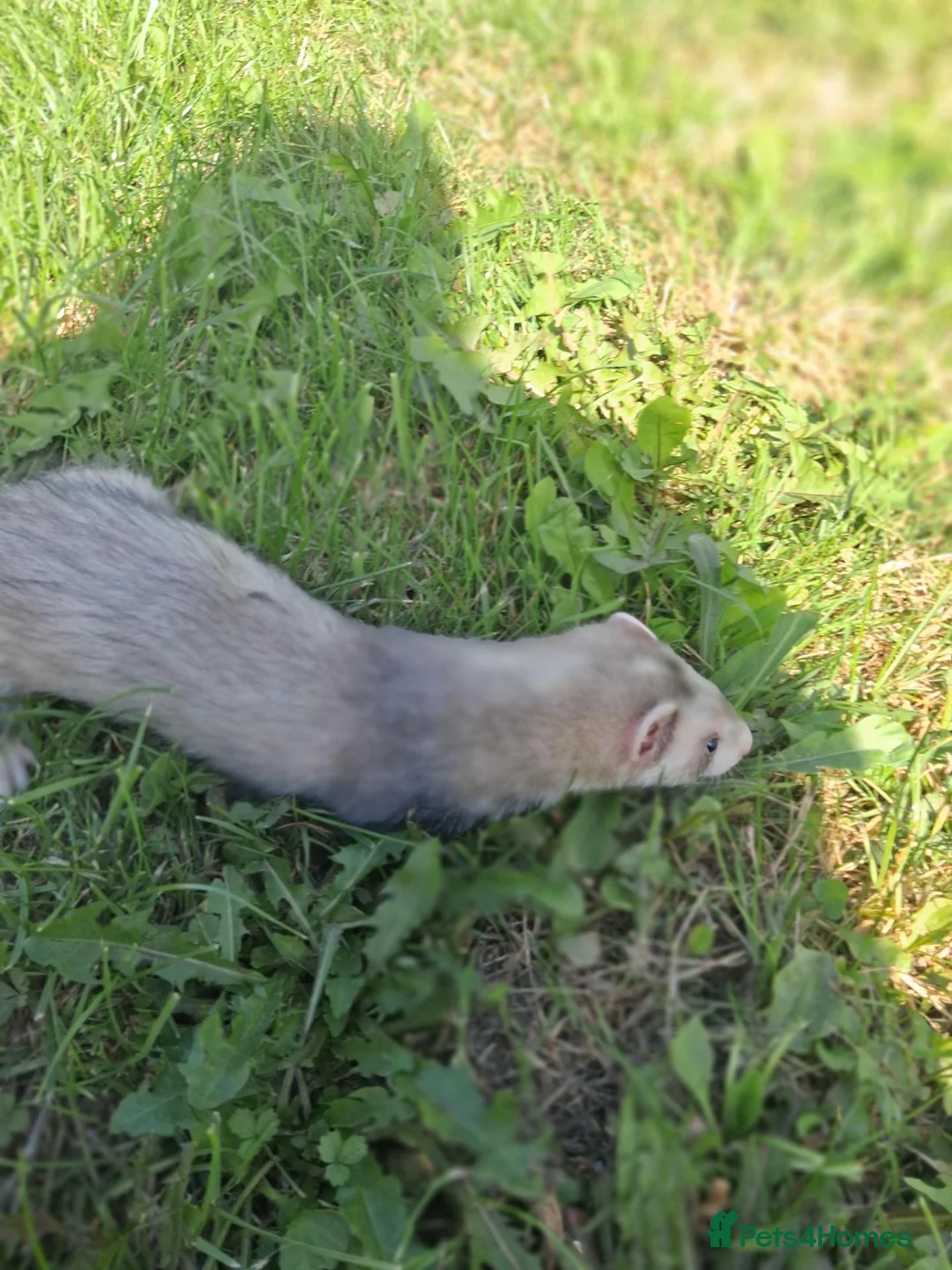 Ferret rodents for sale: Friendly ferrets for sale - Advert 2