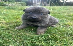 German Shepherd dogs for sale: German Shepherd Puppies  - Image 5