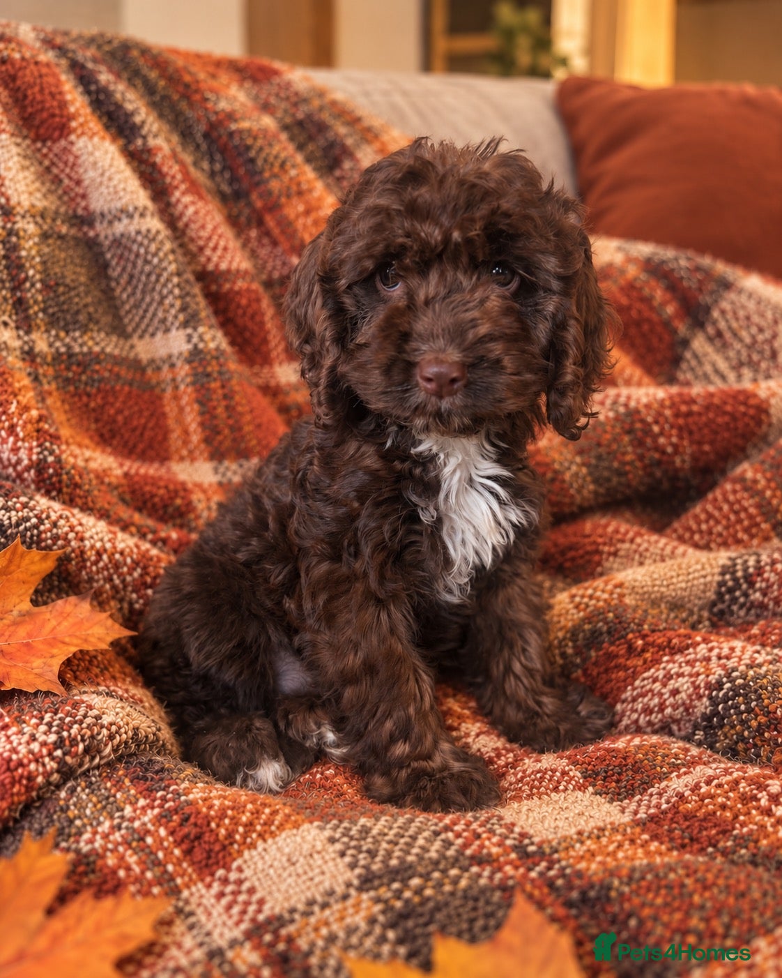 Cockapoo dogs for sale: Cockapoo puppies - Advert 18