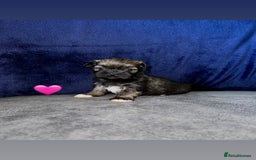 Lhasa Apso dogs for sale: 4 Lhasa Apso babies  - Image 12