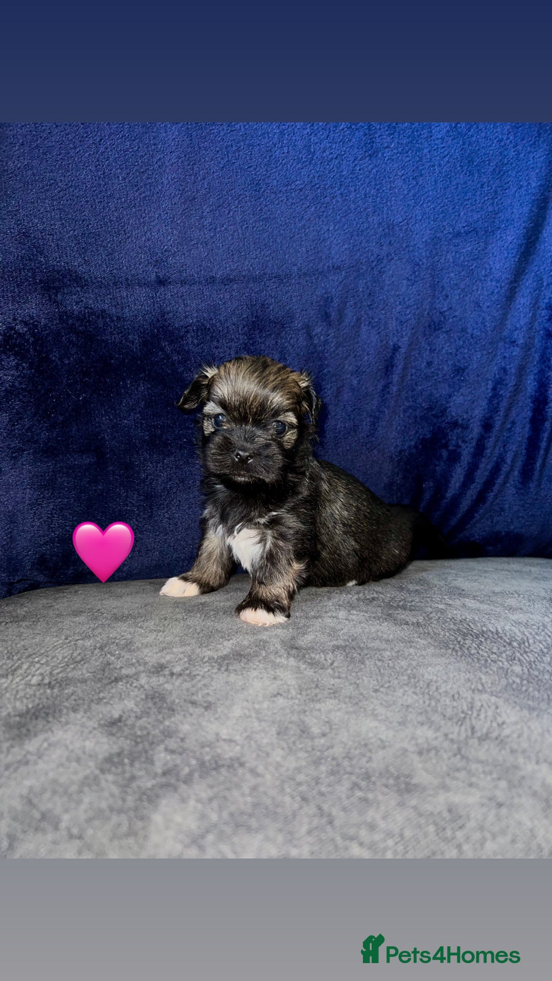 Lhasa Apso dogs for sale: 4 Lhasa Apso babies  - Image 12