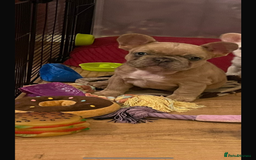 French Bulldog dogs for sale: Handsome French bulldog puppy for sale!!  - Image 9