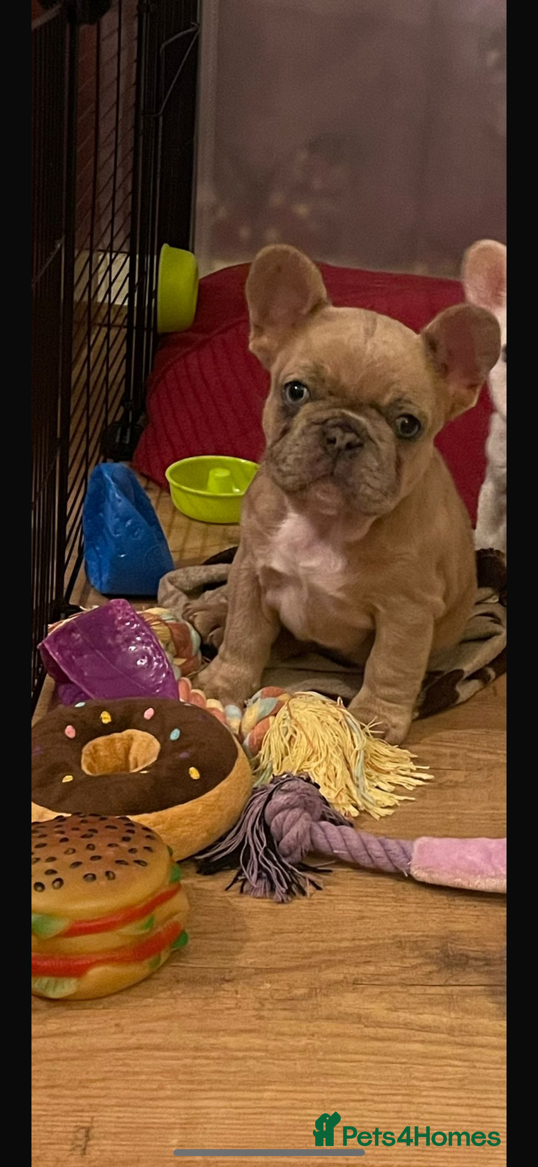 French Bulldog dogs for sale: Handsome French bulldog puppy for sale!!  - Image 9