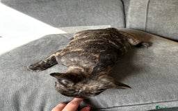 French Bulldog dogs for sale: KC, standard colours French Bulldog puppies🐾 - Image 36