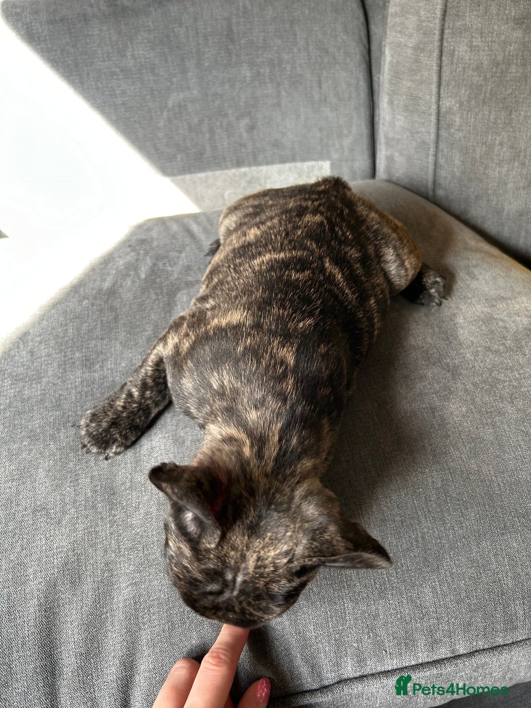 French Bulldog dogs for sale: KC, standard colours French Bulldog puppies🐾 - Image 36