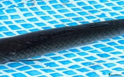 Pond Fish fish for sale: Grass carp metre long  - Image 5