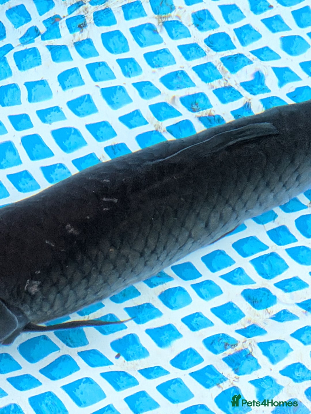 Pond Fish fish for sale: Grass carp metre long  - Image 5