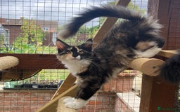 Maine Coon cats for sale: Pedigree Maine Coon Kittens (TICA) - Image 31