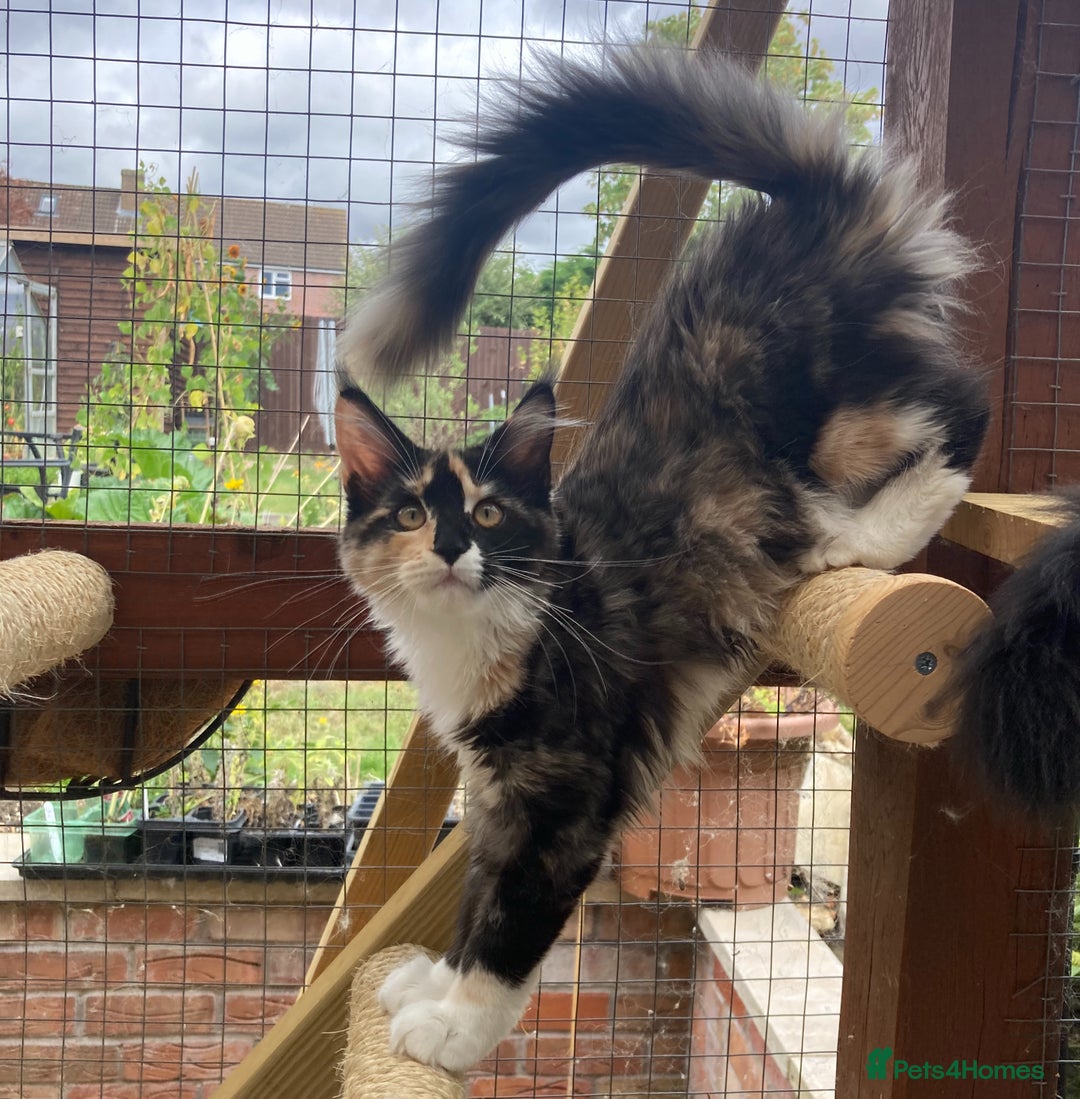 Maine Coon cats for sale: Pedigree Maine Coon Kittens (TICA) - Image 31