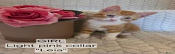 Mixed Breed cats for sale: Beautiful 1/4 maine coon kittens. - Advert 17