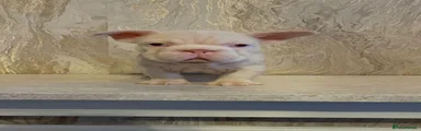 French Bulldog Puppy 3