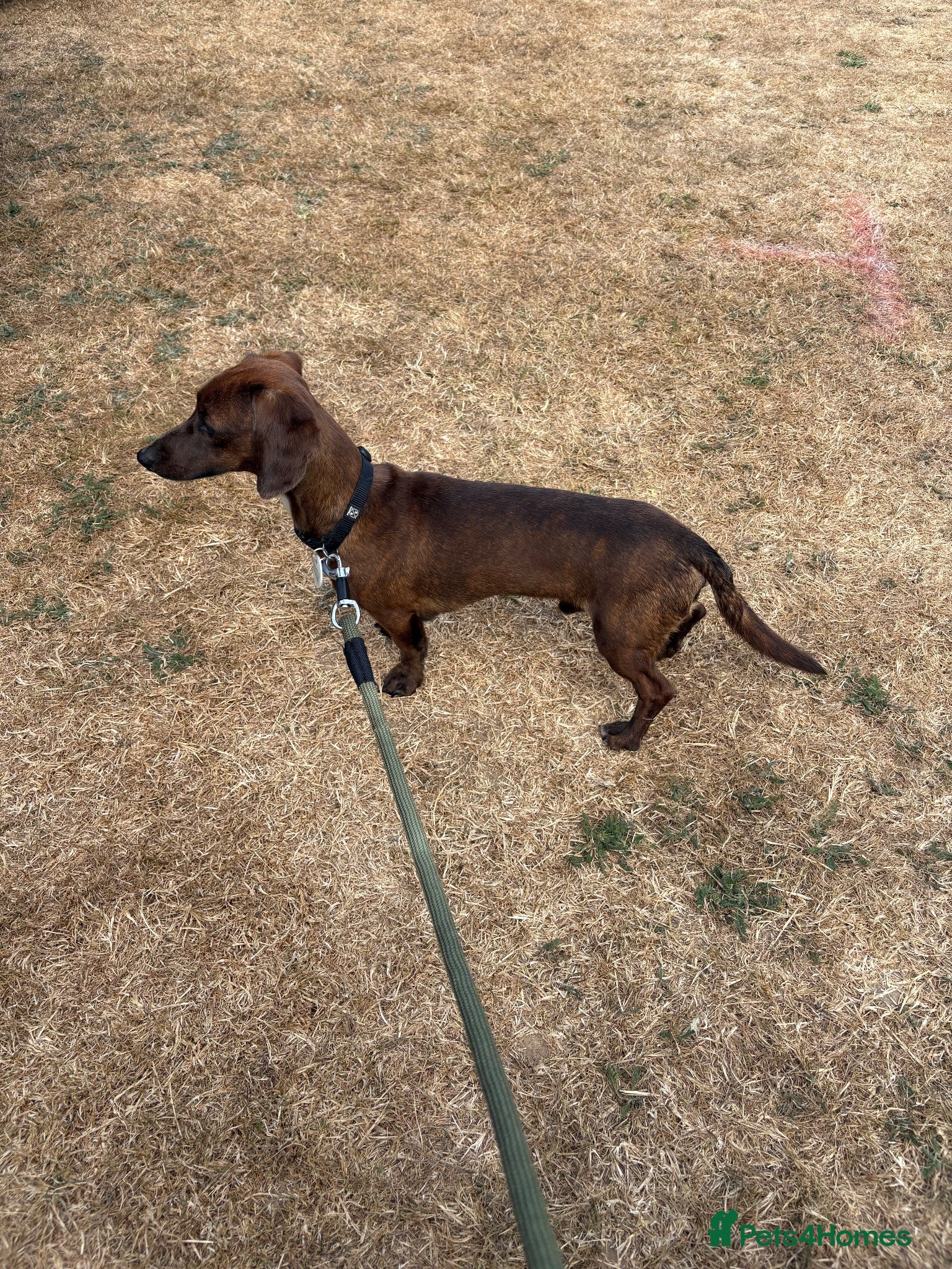 Miniature Dachshund dogs BRINDLE 4KG KC REG HEALTH TESTED BOY - Advert 1