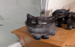 Mixed Breed cats for sale: Exquisite Luxe black kittens - Image 4