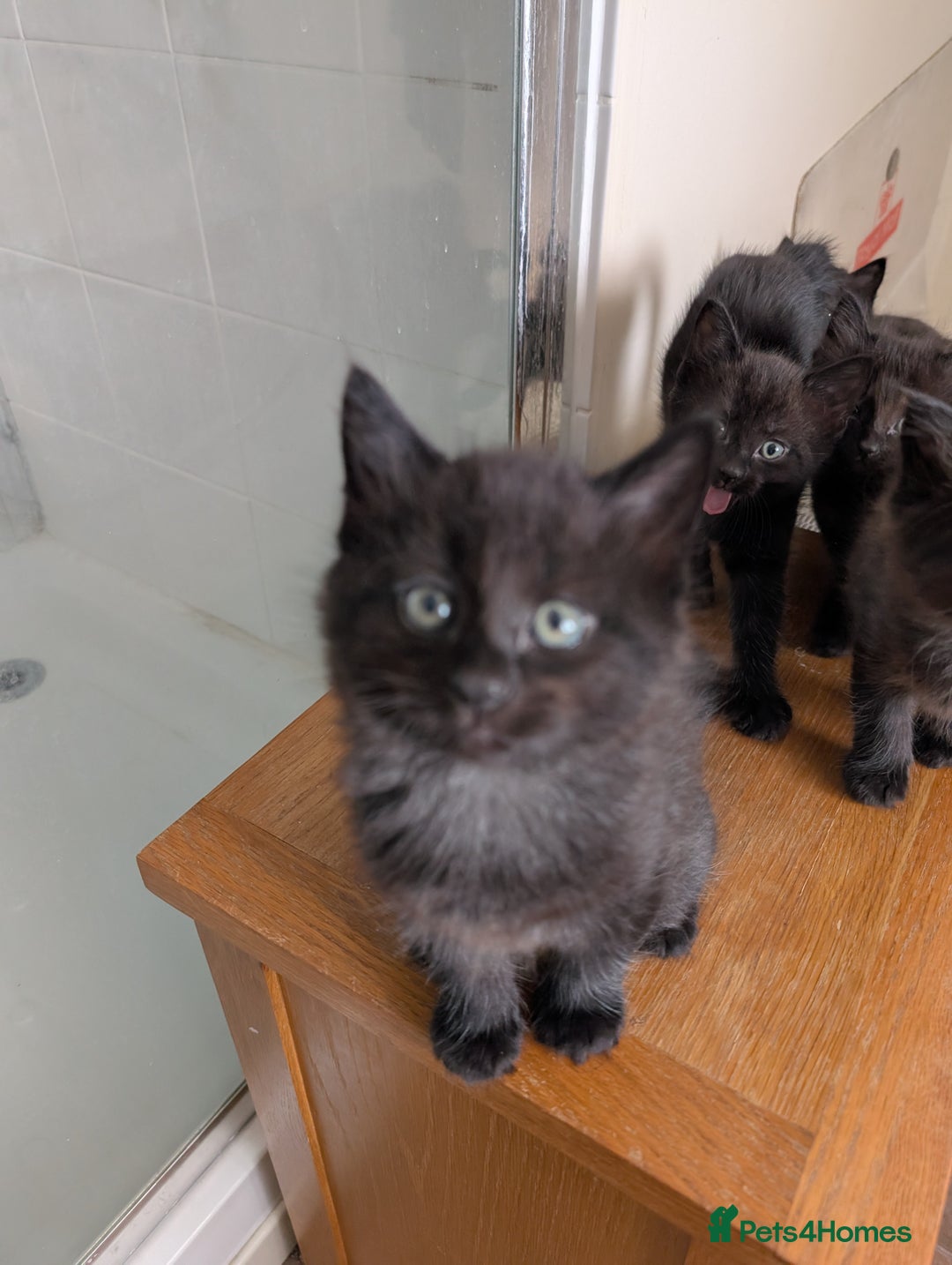 Mixed Breed cats for sale: Exquisite Luxe black kittens - Image 4