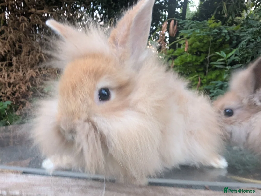 Lionhead rabbits for sale: 4 Fluffy Lionheads  - Advert 4
