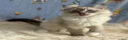 Ragdoll cats for sale: Beautiful TICA Registered Ragdoll Kittens - Advert 5