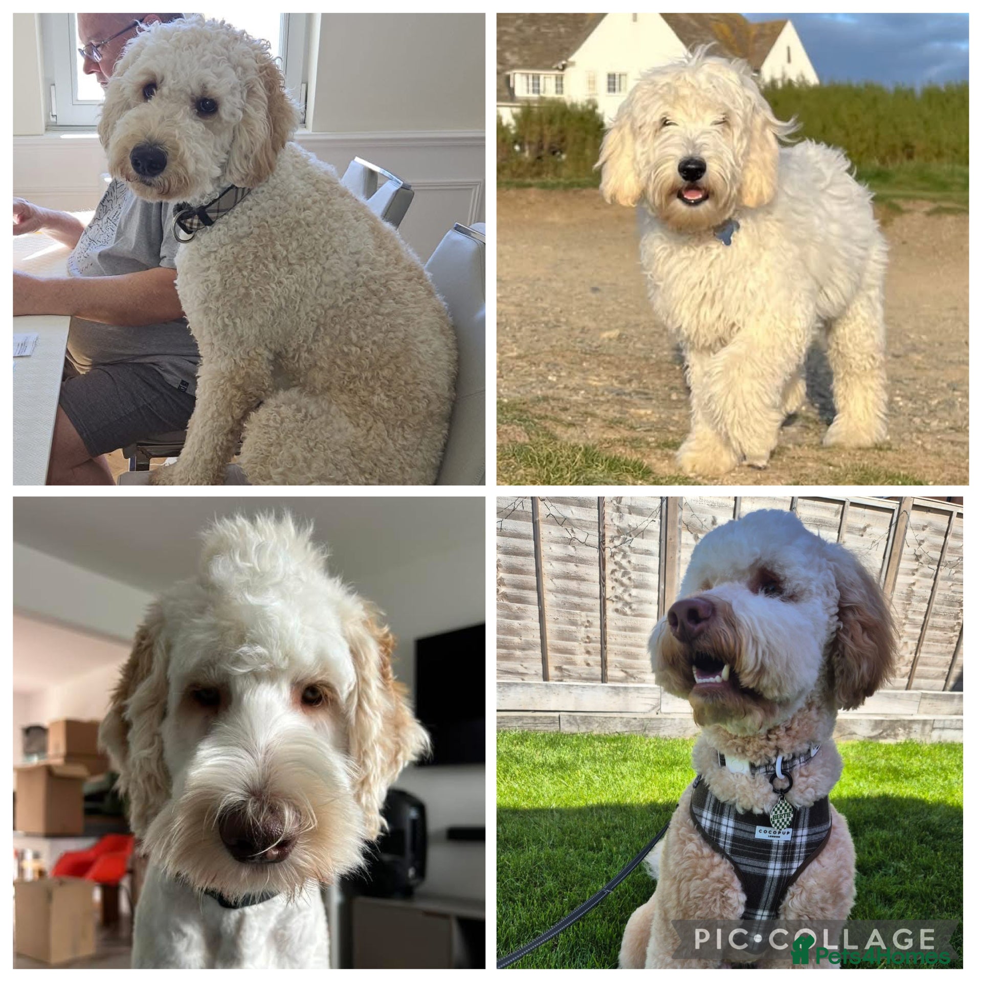 Mixed Breed dogs for sale: Multigeneration Cream/Apricot Double Doodles  - Advert 12