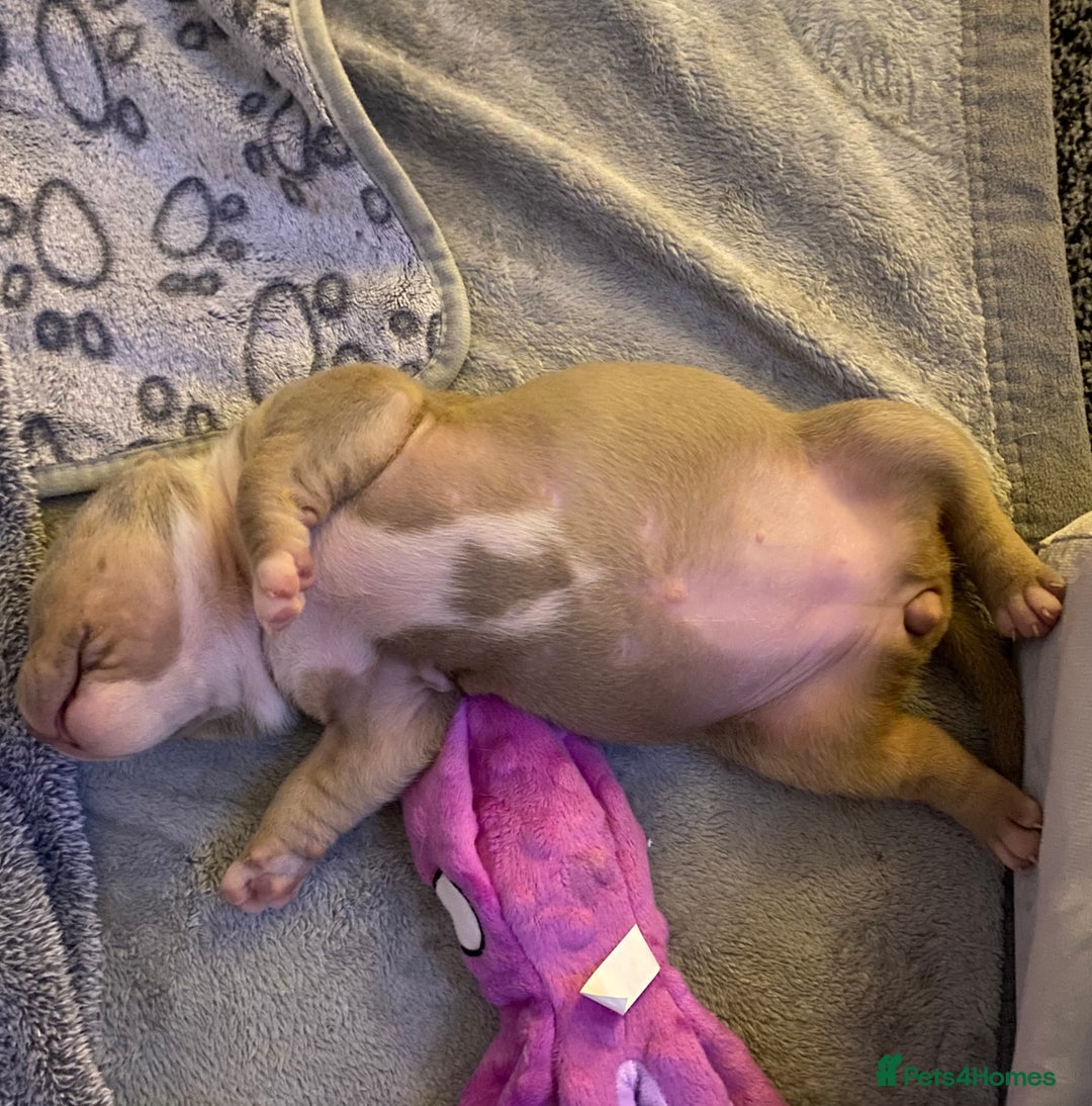 American Bully dogs for sale: American bully  - Advert 11