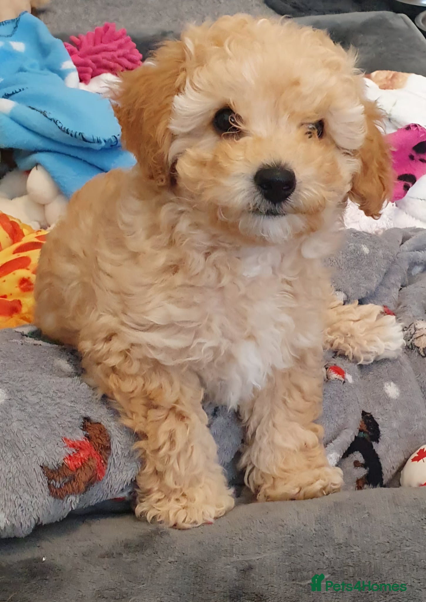Maltipoo dogs 🐶 ready to leave now 🐶1 beautiful girl left🐶 - Advert 1