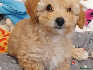 Maltipoo dogs 🐶 ready to leave now 🐶1 beautiful girl left🐶 - Advert 1