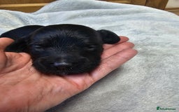 Cockapoo dogs for sale: 4 beautiful cockapoo puppies - Image 21
