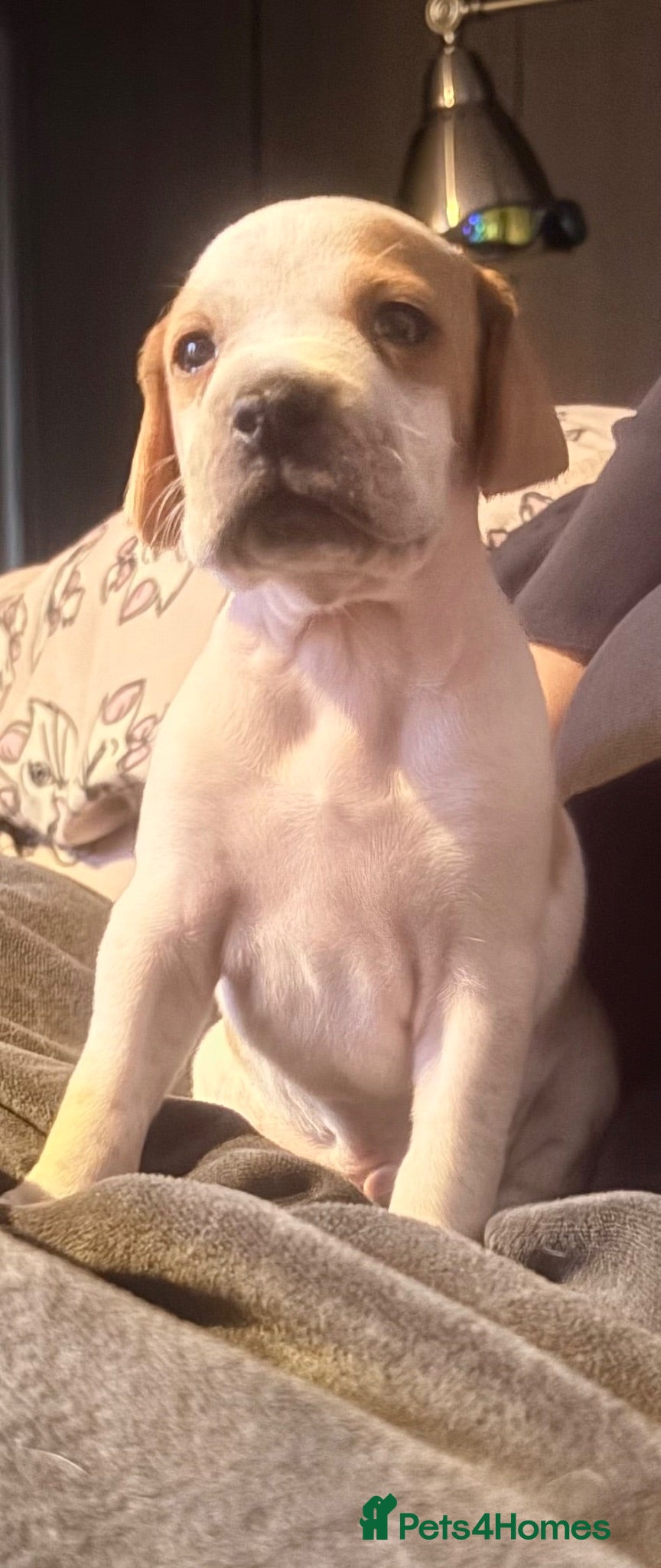 Pointer dogs Gorgeous English Pointer Puppies - Advert 6